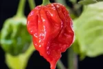 Carolina Reaper Cabai Terpedas Di Dunia