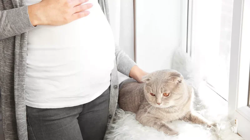 Toksoplasmosis Mengganggu Kehamilan Dan Perkembangan Janin