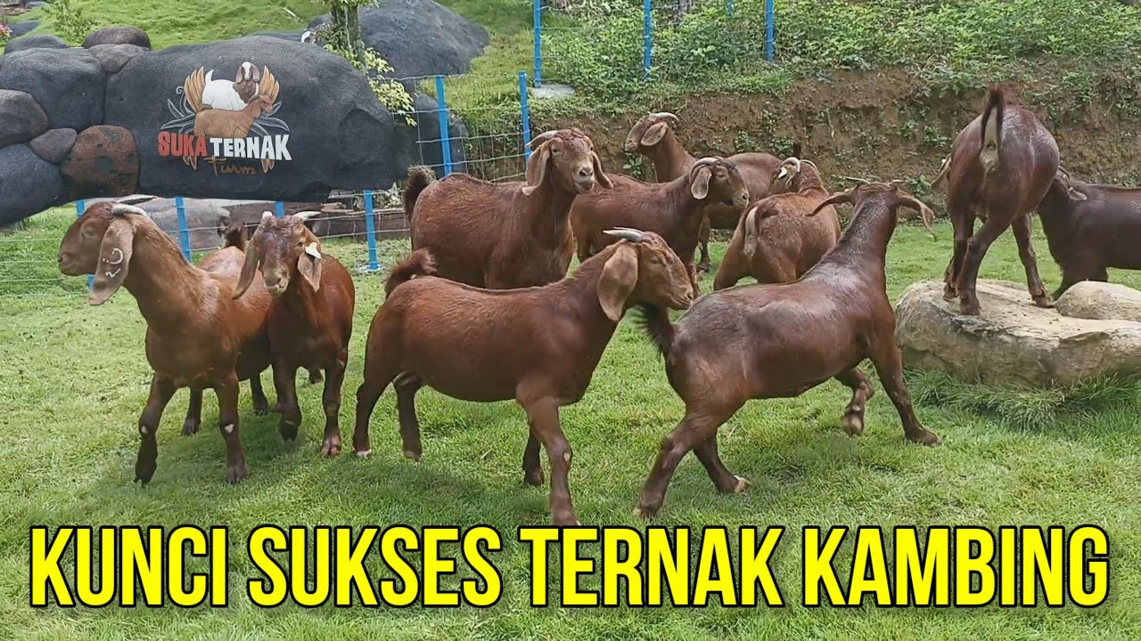 Beternak Kambing