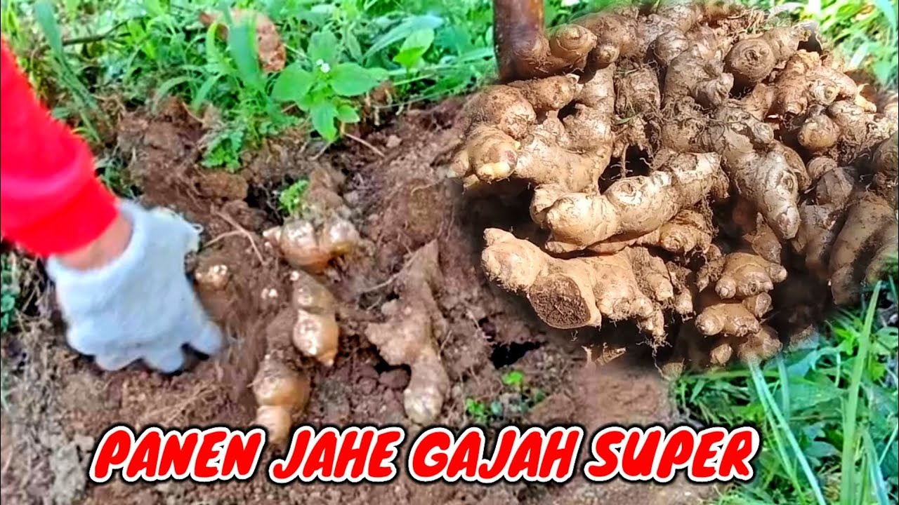 Pemasaran Jahe Gajah