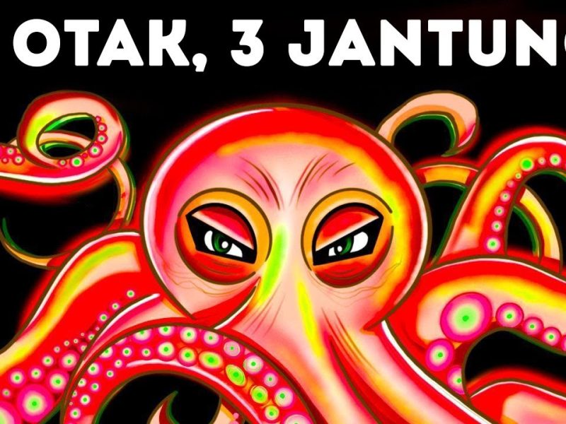 Fakta Menarik Tentang Gurita