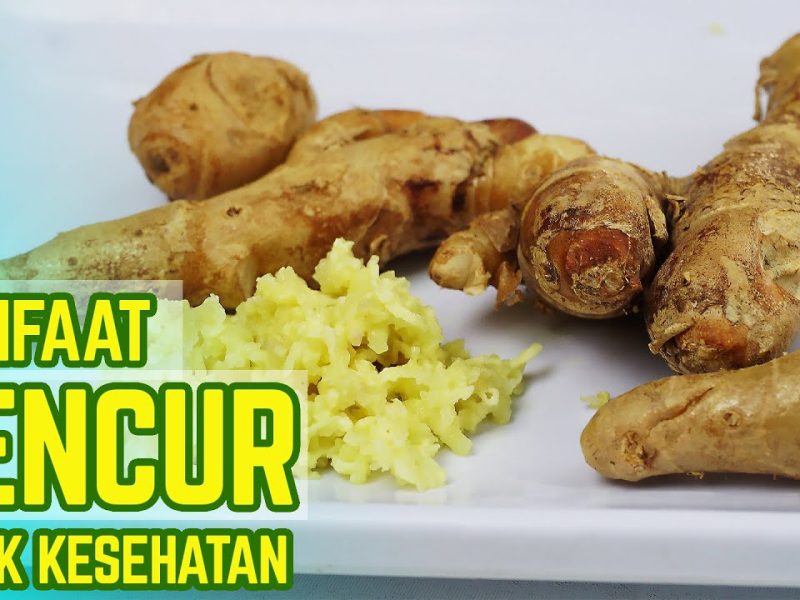 Khasiat Utama Tanaman Kencur