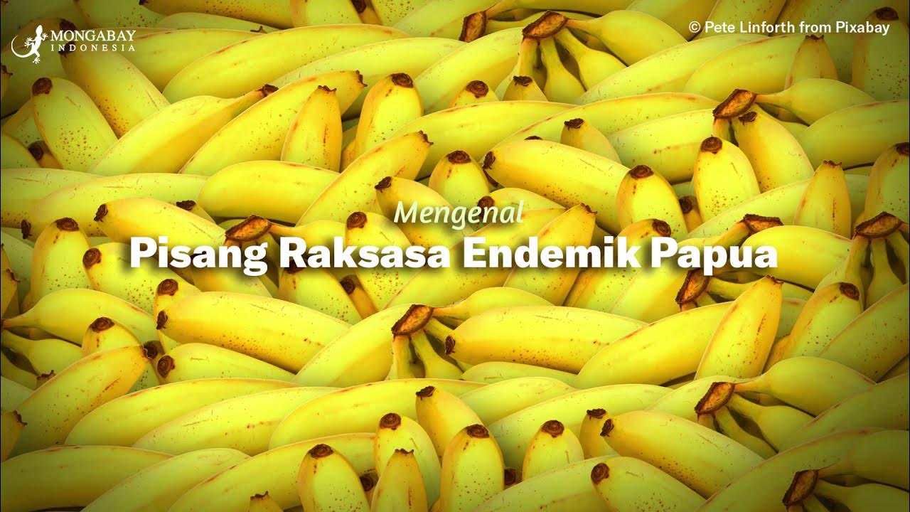 Pisang Raksasa Papua