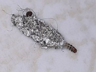 4 Trik Jitu Basmi Kamitetep Musim Hujan