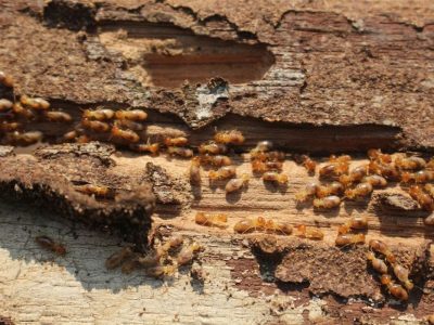 Lindungi Aset Anda: Tips Anti Rayap Dari Pakar