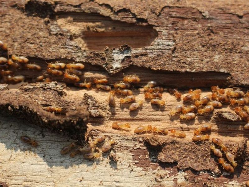 Lindungi Aset Anda: Tips Anti Rayap Dari Pakar