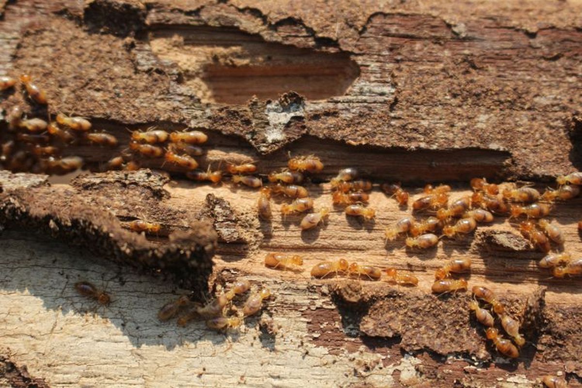 Lindungi Aset Anda: Tips Anti Rayap Dari Pakar