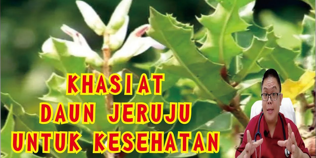 Tumbuhan Jeruju Menjadi Bagian Penting Dalam Pengobatan