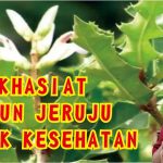 Tumbuhan Jeruju Menjadi Bagian Penting Dalam Pengobatan