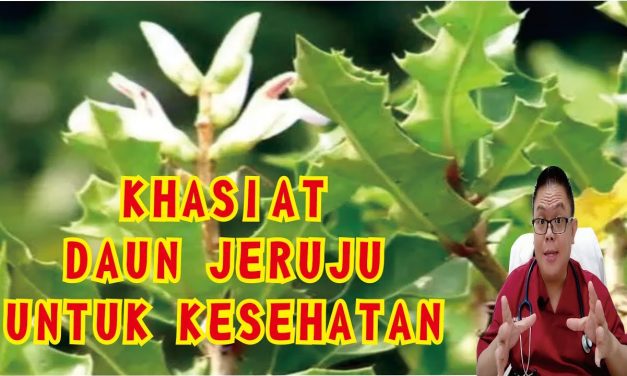 Tumbuhan Jeruju Menjadi Bagian Penting Dalam Pengobatan