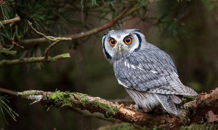 Fakta Unik Burung Hantu Memiliki Leher Yang Sangat Fleksibel