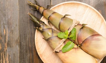 Fakta Rebung Bambu Yang Jarang Diketahui Banyak Orang!