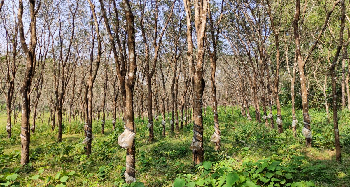 Hevea Brasiliensis Tanaman Dari Hutan Amazon