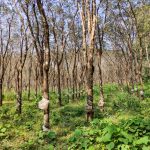 Hevea Brasiliensis Tanaman Dari Hutan Amazon
