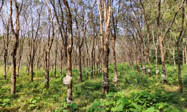 Hevea Brasiliensis Tanaman Dari Hutan Amazon