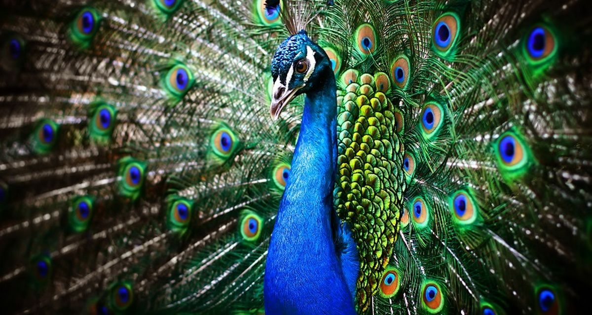 Keindahan Burung Merak, Adaptasi Warna Dalam Dunia Satwa