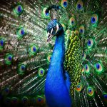 Keindahan Burung Merak, Adaptasi Warna Dalam Dunia Satwa