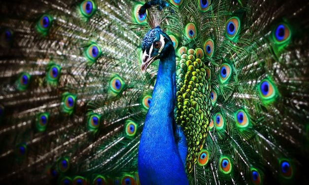 Keindahan Burung Merak, Adaptasi Warna Dalam Dunia Satwa