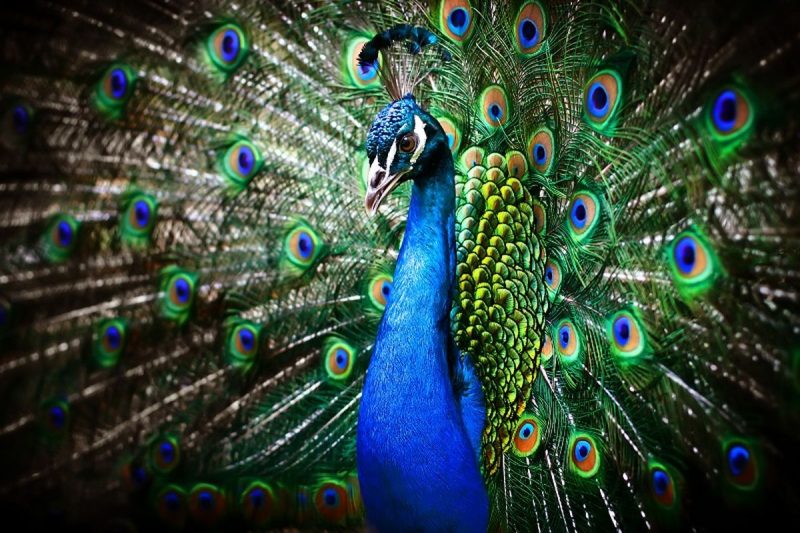Keindahan Burung Merak