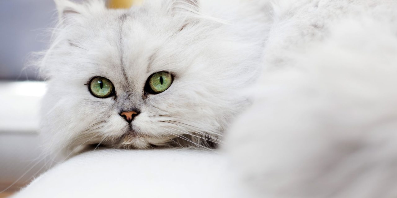 Ras Kucing Asli Asia Yang Cocok Untuk Di Pelihara