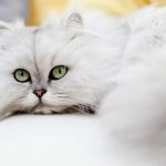 Ras Kucing Asli Asia Yang Cocok Untuk Di Pelihara