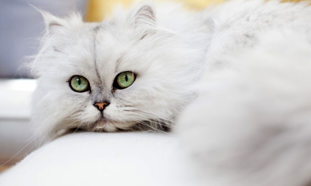 Ras Kucing Asli Asia Yang Cocok Untuk Di Pelihara