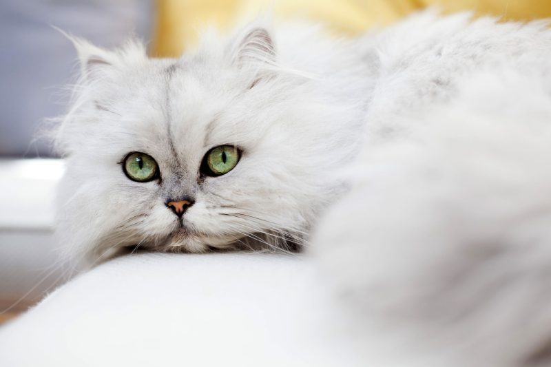 Ras Kucing Asli