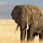 Gading Gajah Sering Di Buru Secara Ilegal, Apa Dampaknya?