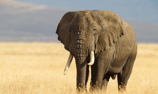 Gading Gajah Sering Di Buru Secara Ilegal, Apa Dampaknya?