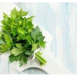 Tanaman Seledri Daun Herbal Punya Kandungan Untuk Kesehatan