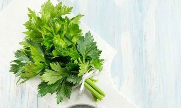 Tanaman Seledri Daun Herbal Punya Kandungan Untuk Kesehatan
