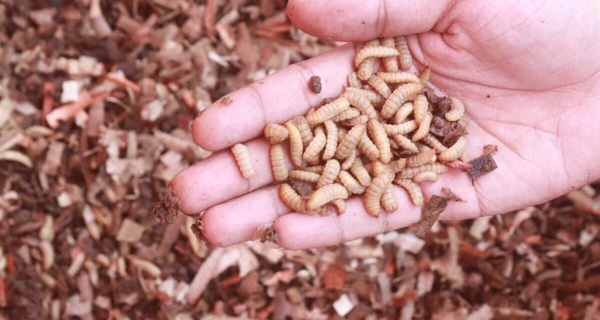 Budidaya Maggot Bisa Jadi Opsi Mata Pencarian Sampingan Kamu