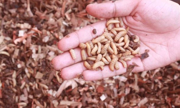 Budidaya Maggot Bisa Jadi Opsi Mata Pencarian Sampingan Kamu