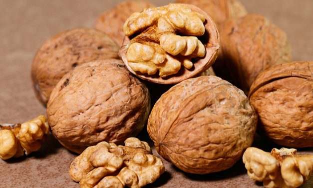 Kacang Kenari Yang Kaya Akan Kandungan Nutrisi