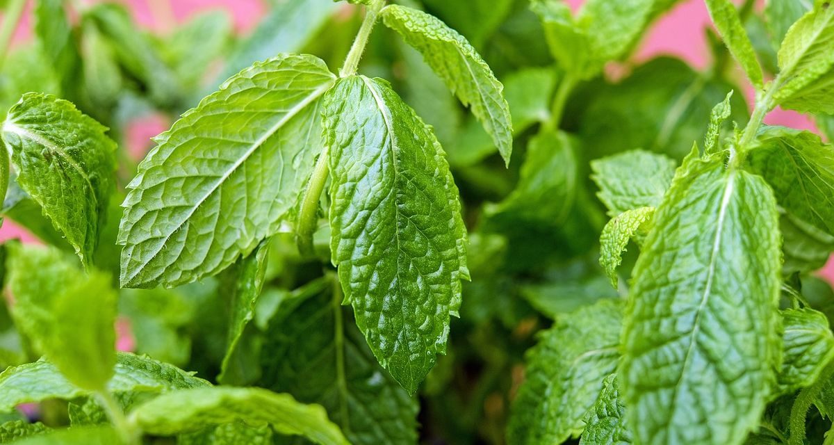 Daun Mint Bermanfaat Untuk Kesehatan Mulut
