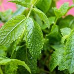 Daun Mint Bermanfaat Untuk Kesehatan Mulut