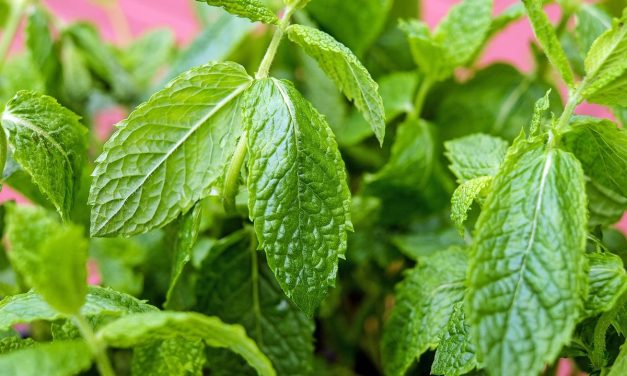 Daun Mint Bermanfaat Untuk Kesehatan Mulut