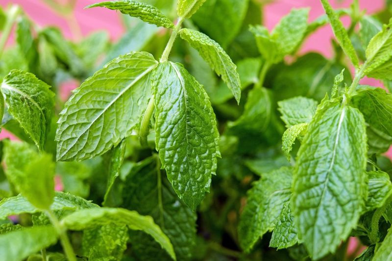 Daun Mint